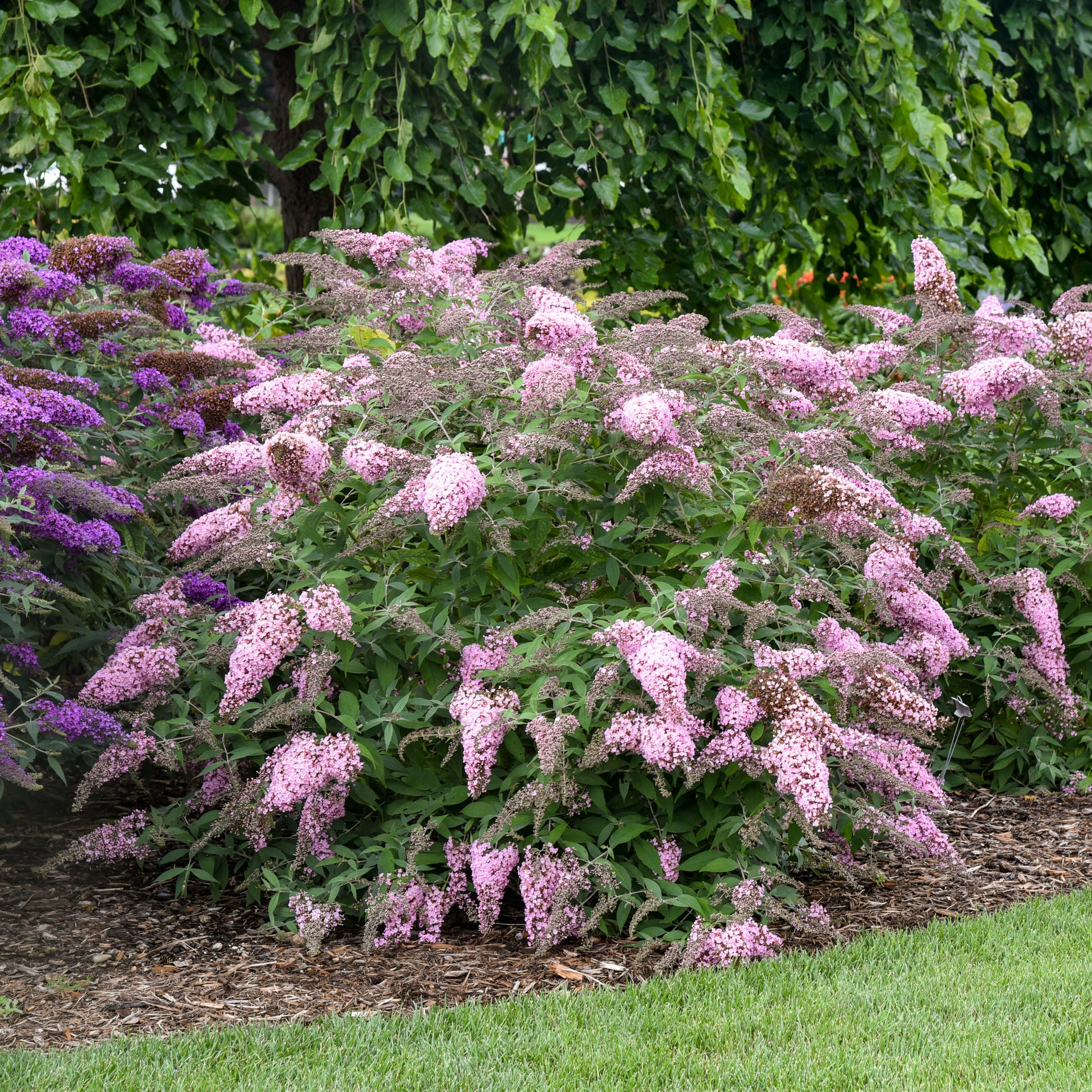 Credit: Walters Gardens Inc