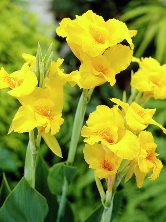 Credit: QFB Gardening