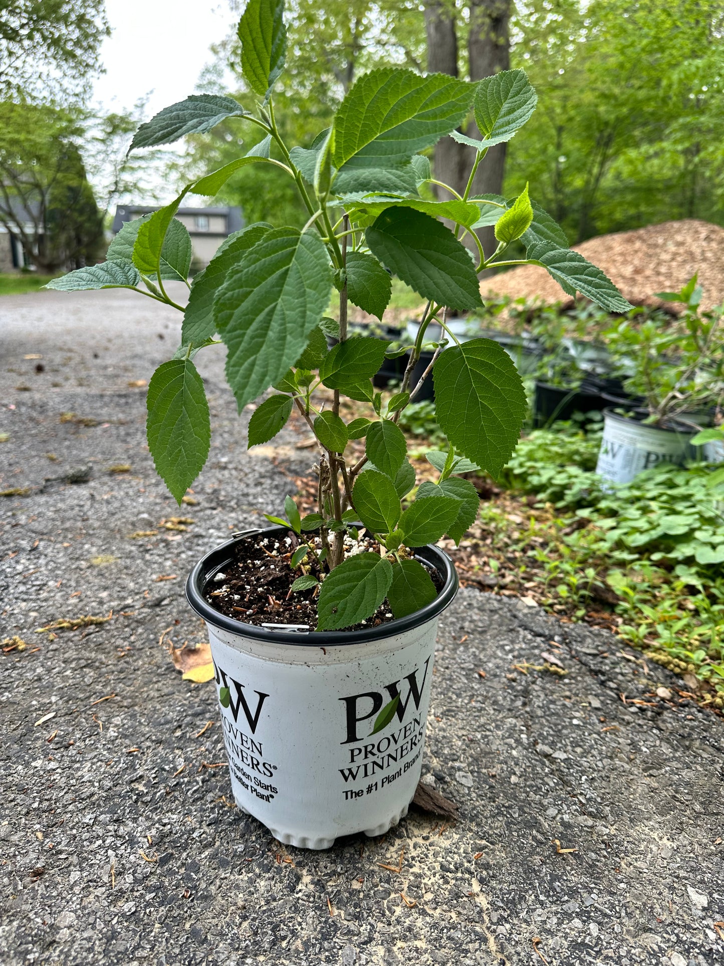 Proven Winners INCREDIBALL® Hydrangea - Smooth | Hydrangea arborescens 'Abetwo'