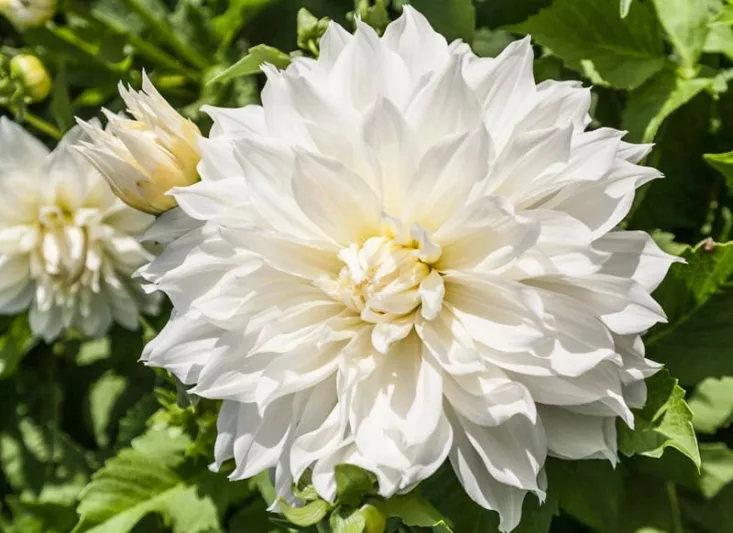 Dahlia, Dinnerplate 'Fleurel' | Dinnerplate Dahlia