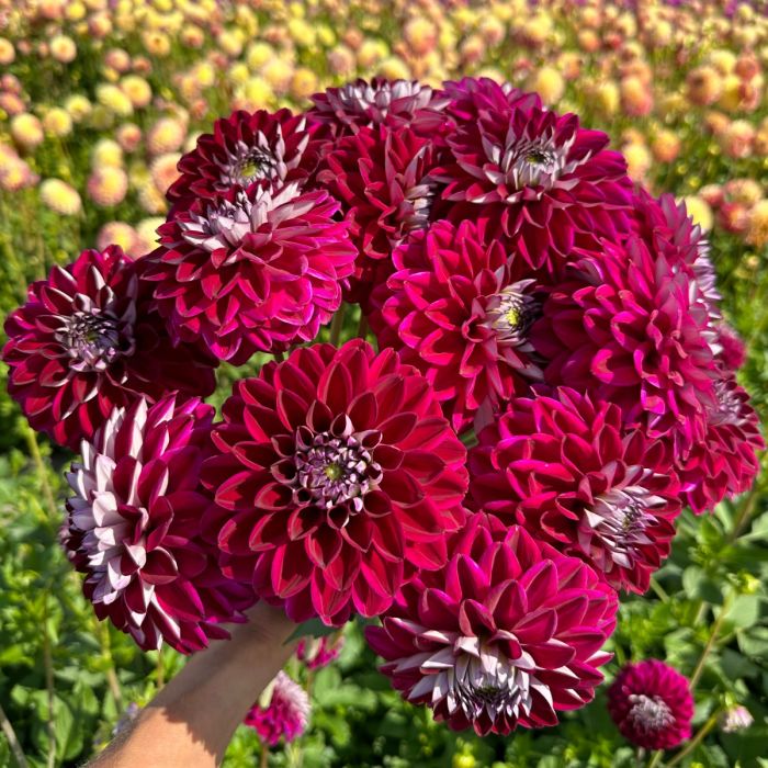 Credit: FAM Flower Farm