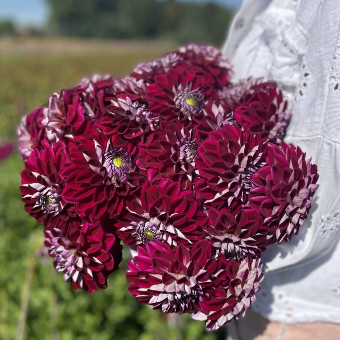 Credit: FAM Flower Farm