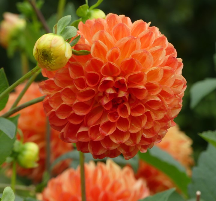Credit: Anglia Bulb Co