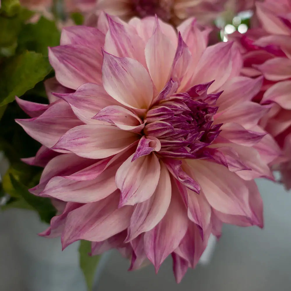 Credit: K Van Bourgondien