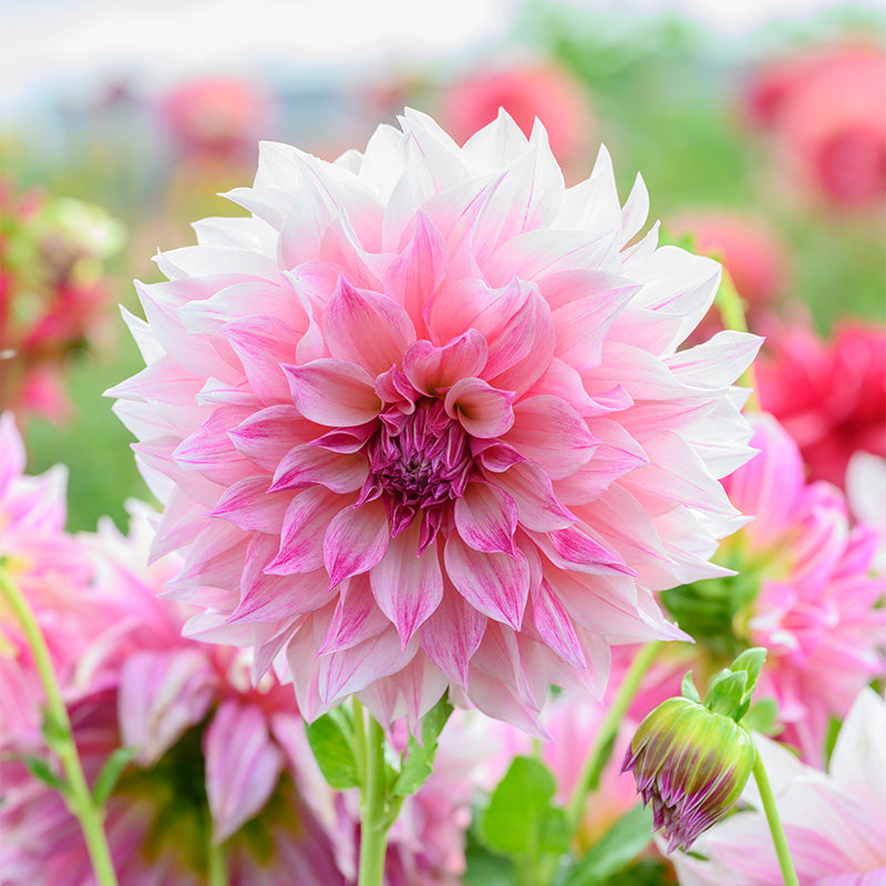Credit: QFB Gardening