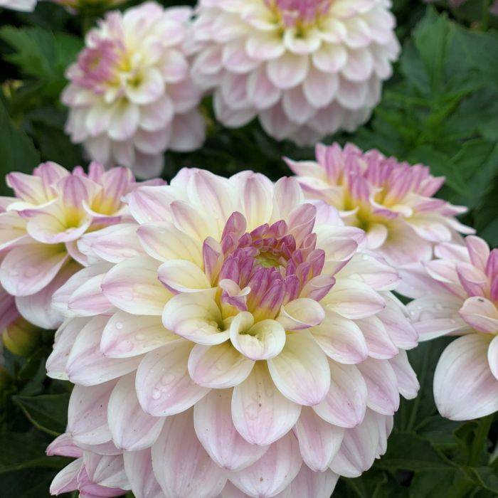 Credit: FAM Flower Farm