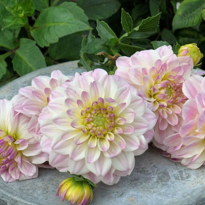 Credit: FAM Flower Farm