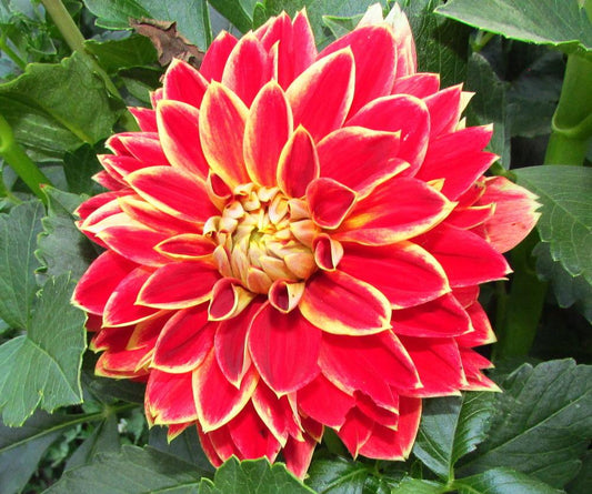 Credit: The National Gardening Association