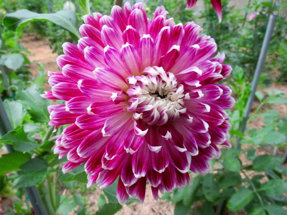 Credit: The National Gardening Association