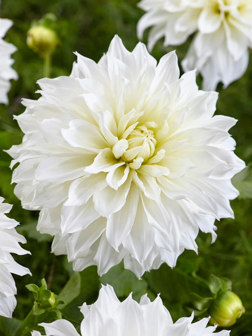 Dahlia, Dinnerplate 'Fleurel' | Dinnerplate Dahlia