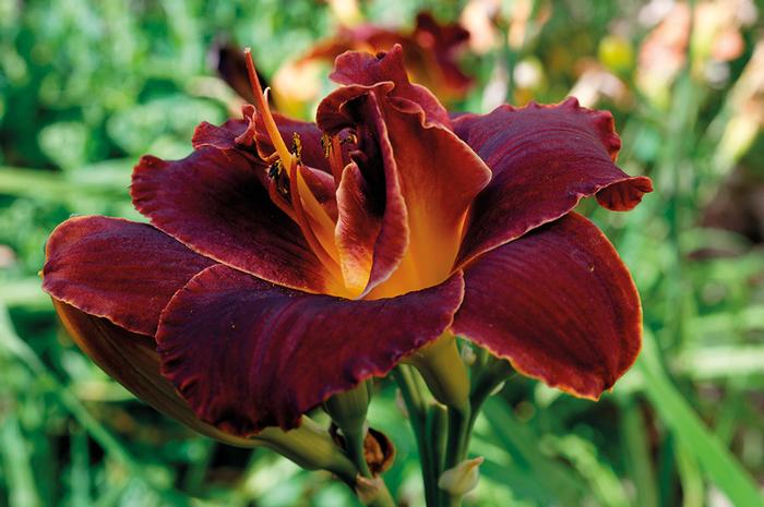 Daylily 'Bogeyman' | Hemerocallis 'Bogeyman'