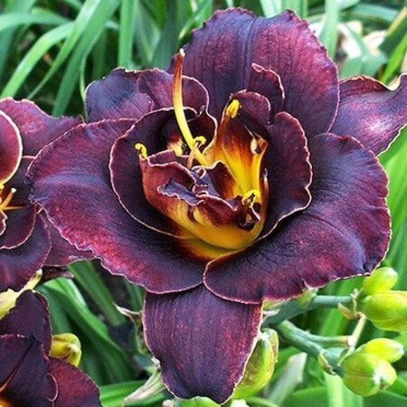 Daylily 'Bogeyman' | Hemerocallis 'Bogeyman'