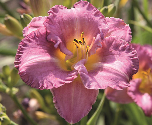 Daylily 'Entrapment' | Hemerocallis 'Entrapment'