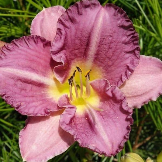 Daylily 'Entrapment' | Hemerocallis 'Entrapment'