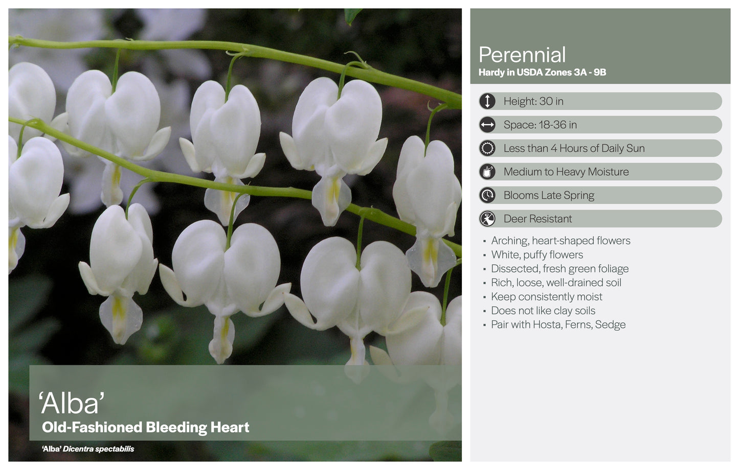 Bleeding Heart, 'Alba' | Dicentra spectabilis 'Alba'