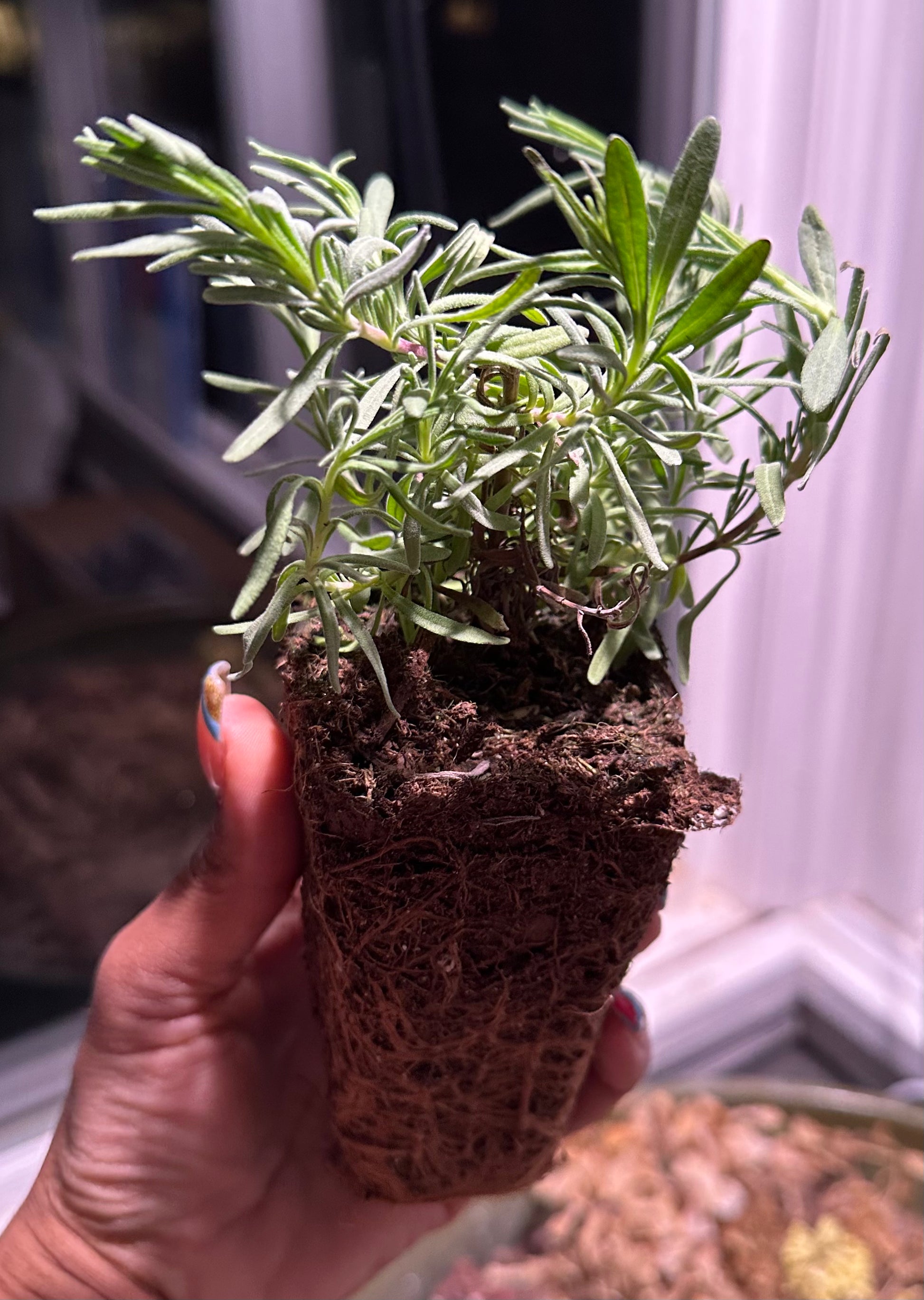 Munstead lavender live plant