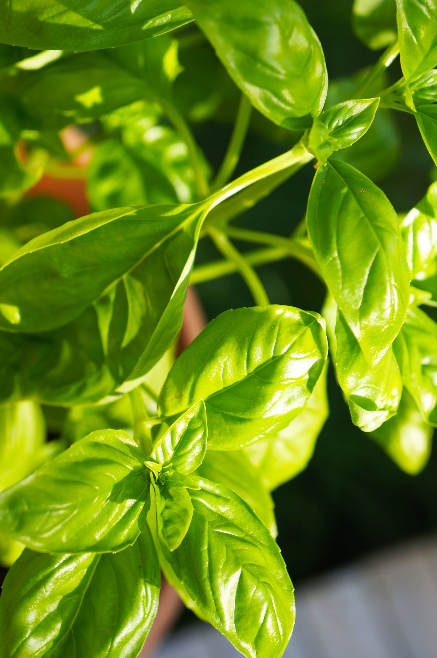 Basil, Genovese  - 3-pack | Ocimum basilicum 'Genovese'
