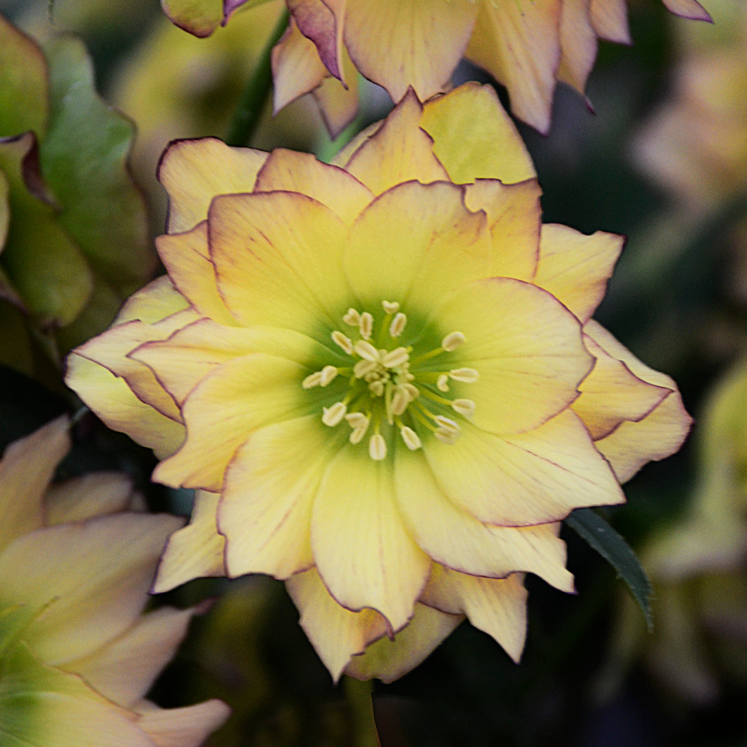 Lenten Rose, WEDDING PARTY® Series 'First Dance' | Helleborus 'First Dance'