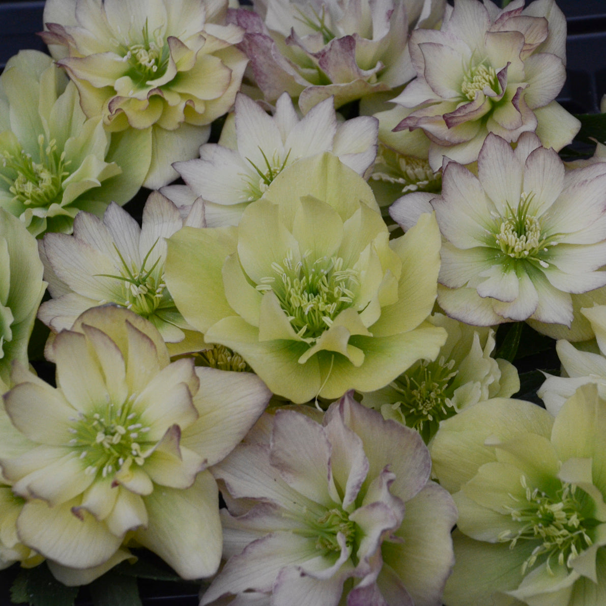 Lenten Rose, WEDDING PARTY® Series 'First Dance' | Helleborus 'First Dance'