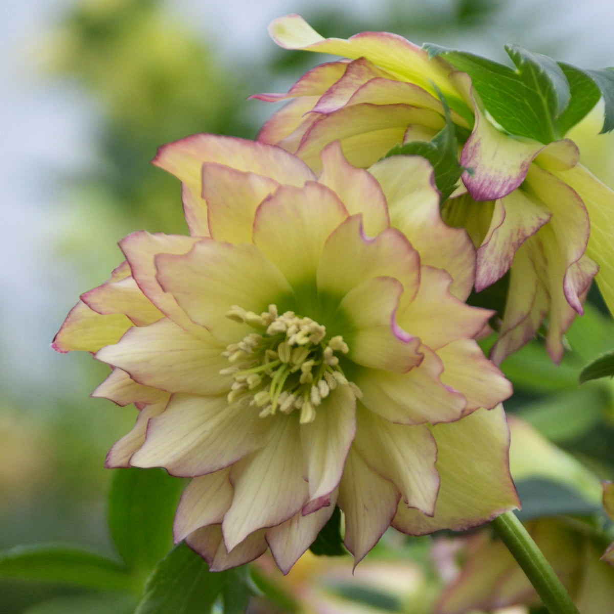 Lenten Rose, WEDDING PARTY® Series 'First Dance' | Helleborus 'First Dance'