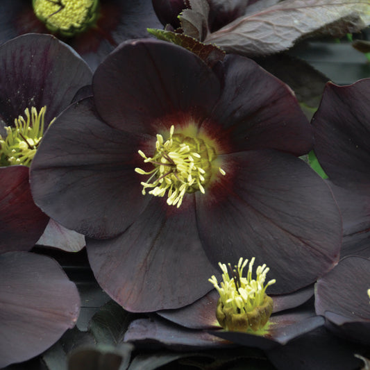 black hellebore lenten rose flower