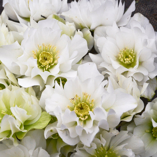 Lenten Rose, WEDDING PARTY® Series 'Wedding Bells' | Helleborus 'Wedding Bells'