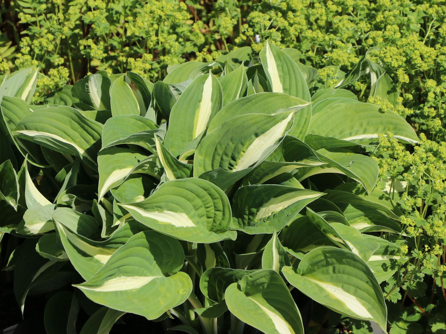 Credit: Baumschule Horstmann