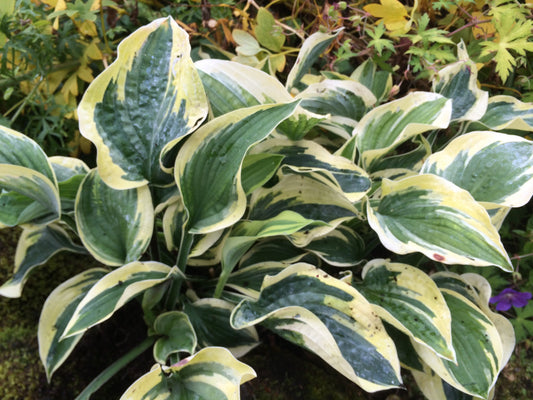 Credit: Ballyrobert Gardens