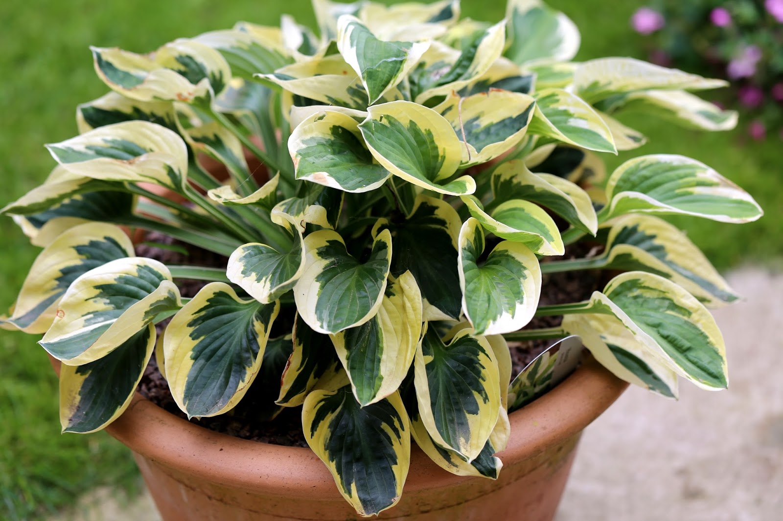 Credit: Gardeners World