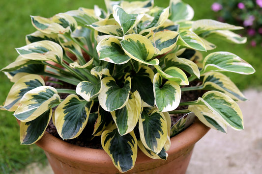Credit: Gardeners World