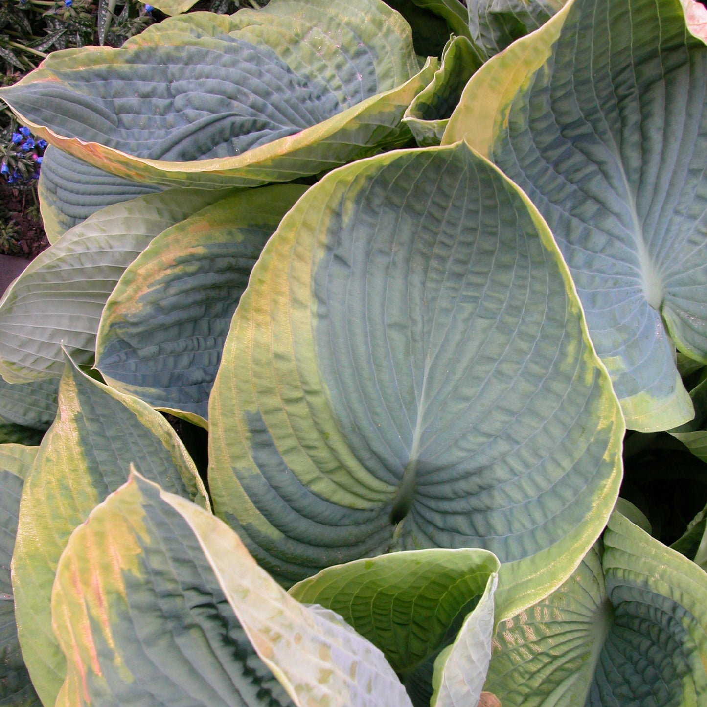 Credit: Walters Gardens, Inc