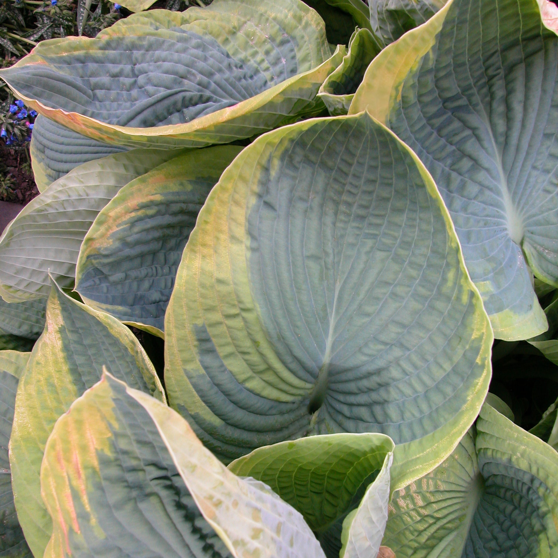 Credit: Walters Gardens, Inc