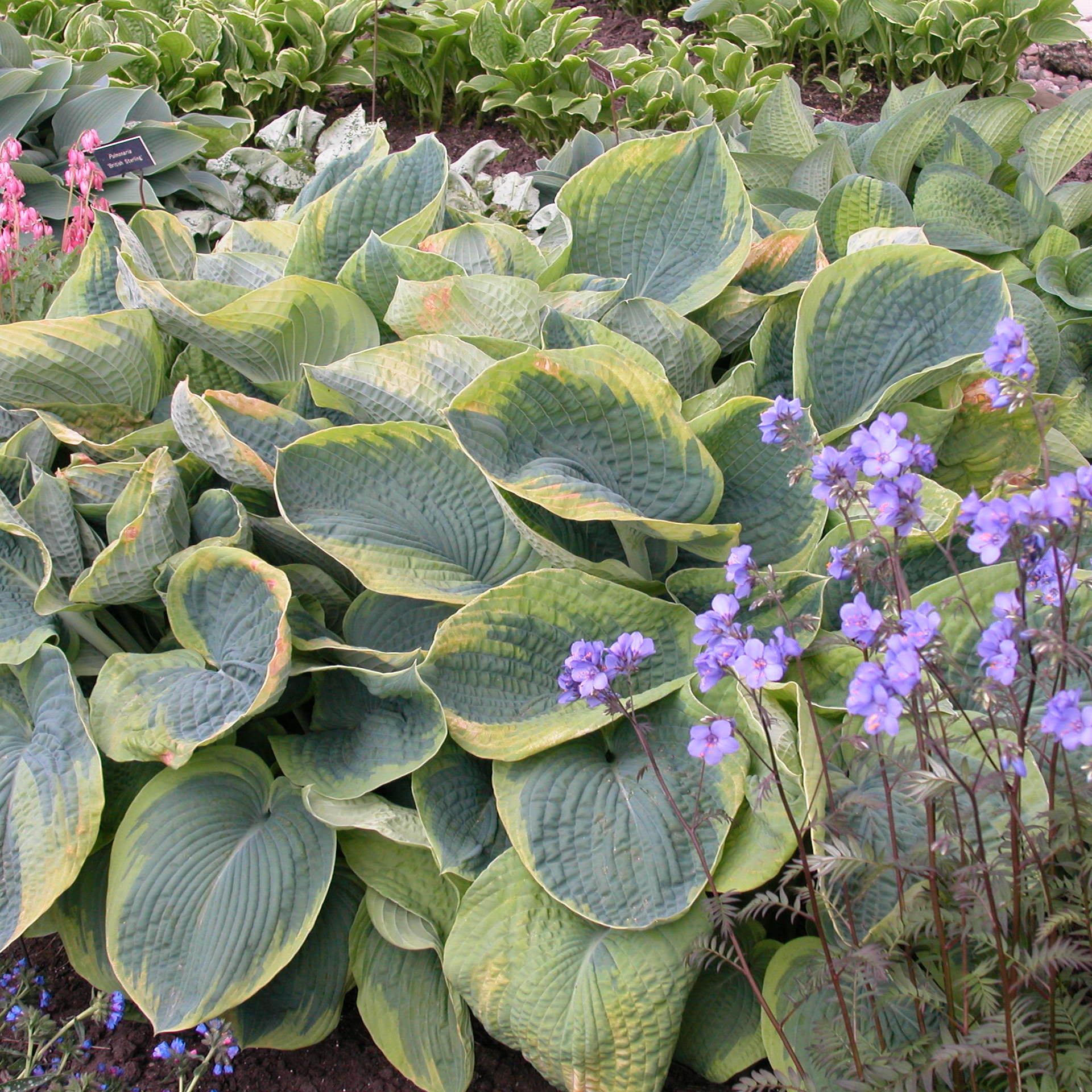 Credit: Walters Gardens, Inc