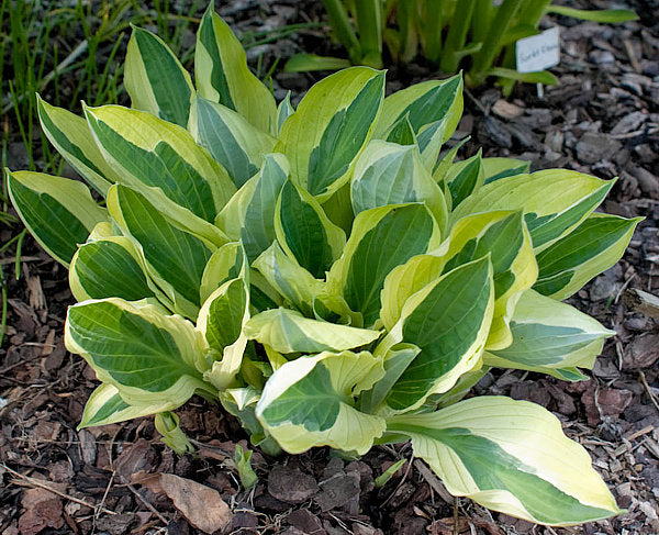 Hosta, 'Yellow Polka Dot Bikini' | Hosta 'Yellow Polka Dot Bikini'
