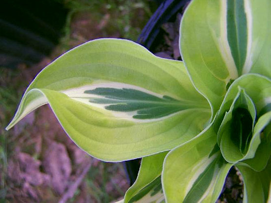 Hosta, 'Yellow Polka Dot Bikini' | Hosta 'Yellow Polka Dot Bikini'