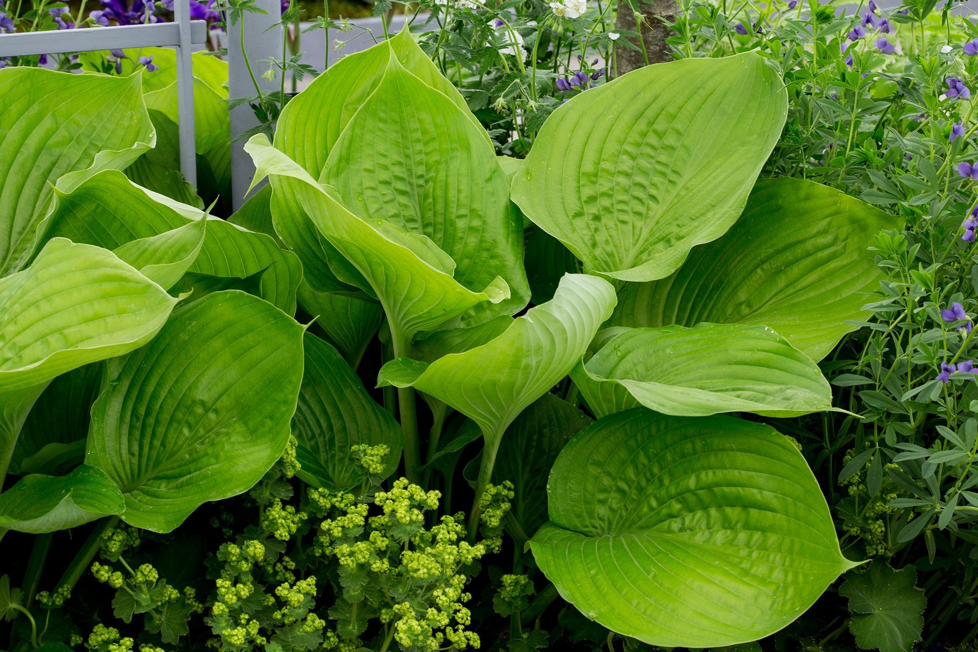 Credit: BBC Gardeners World Magazine