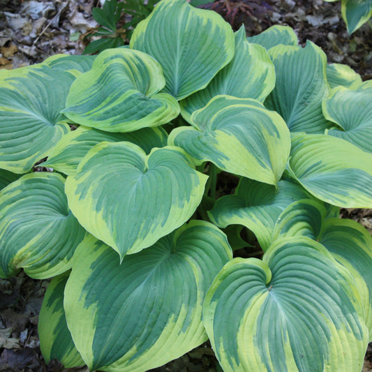Credit: Walters Gardens, Inc