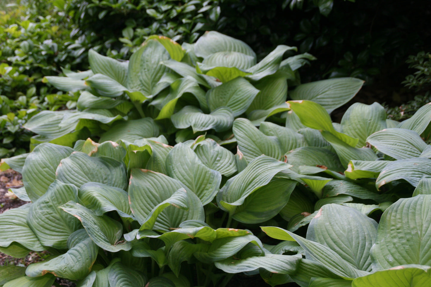 Hosta, 'Guacamole' | Hosta Sieboldiana 'Guacamole'