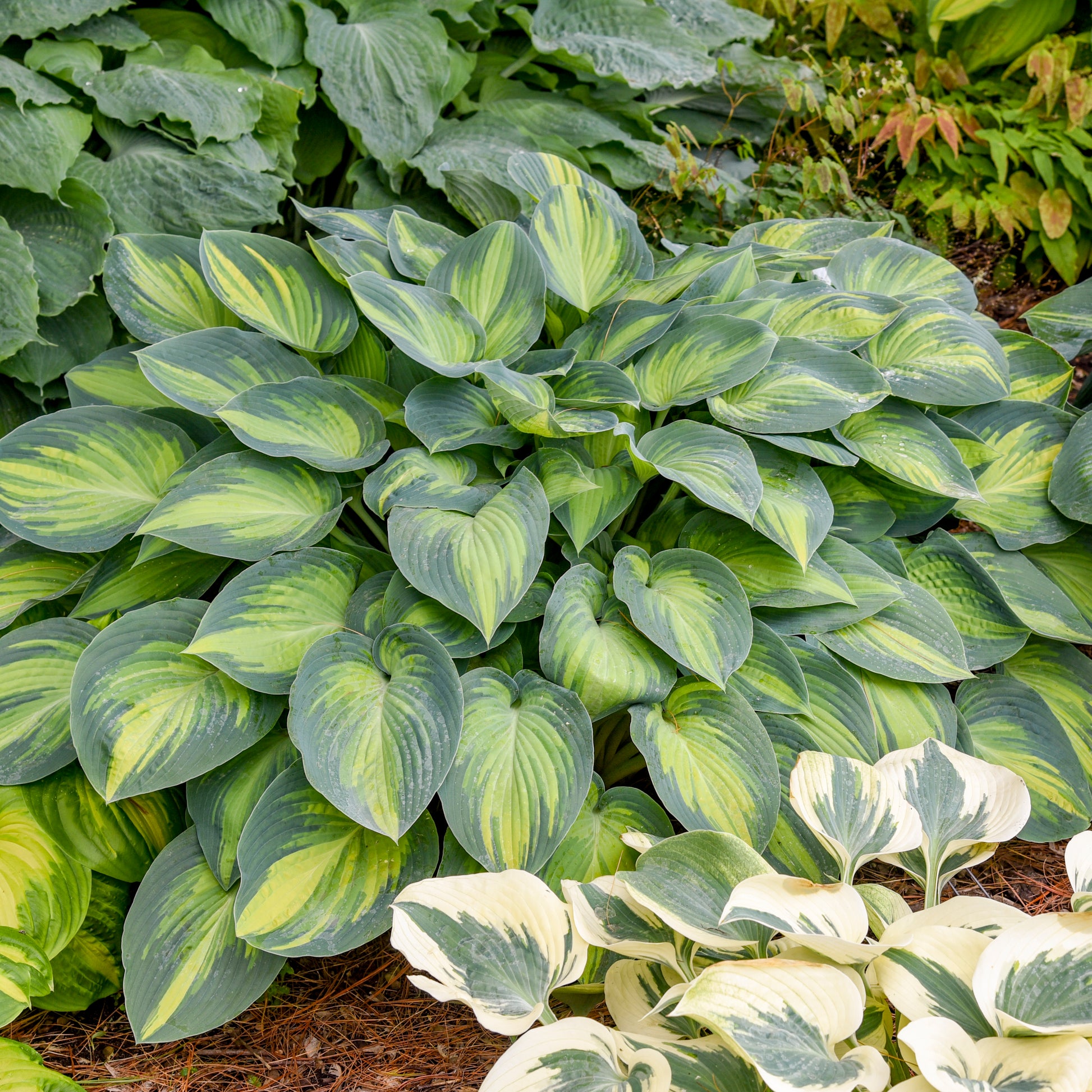 Credit: Walters Gardens, Inc
