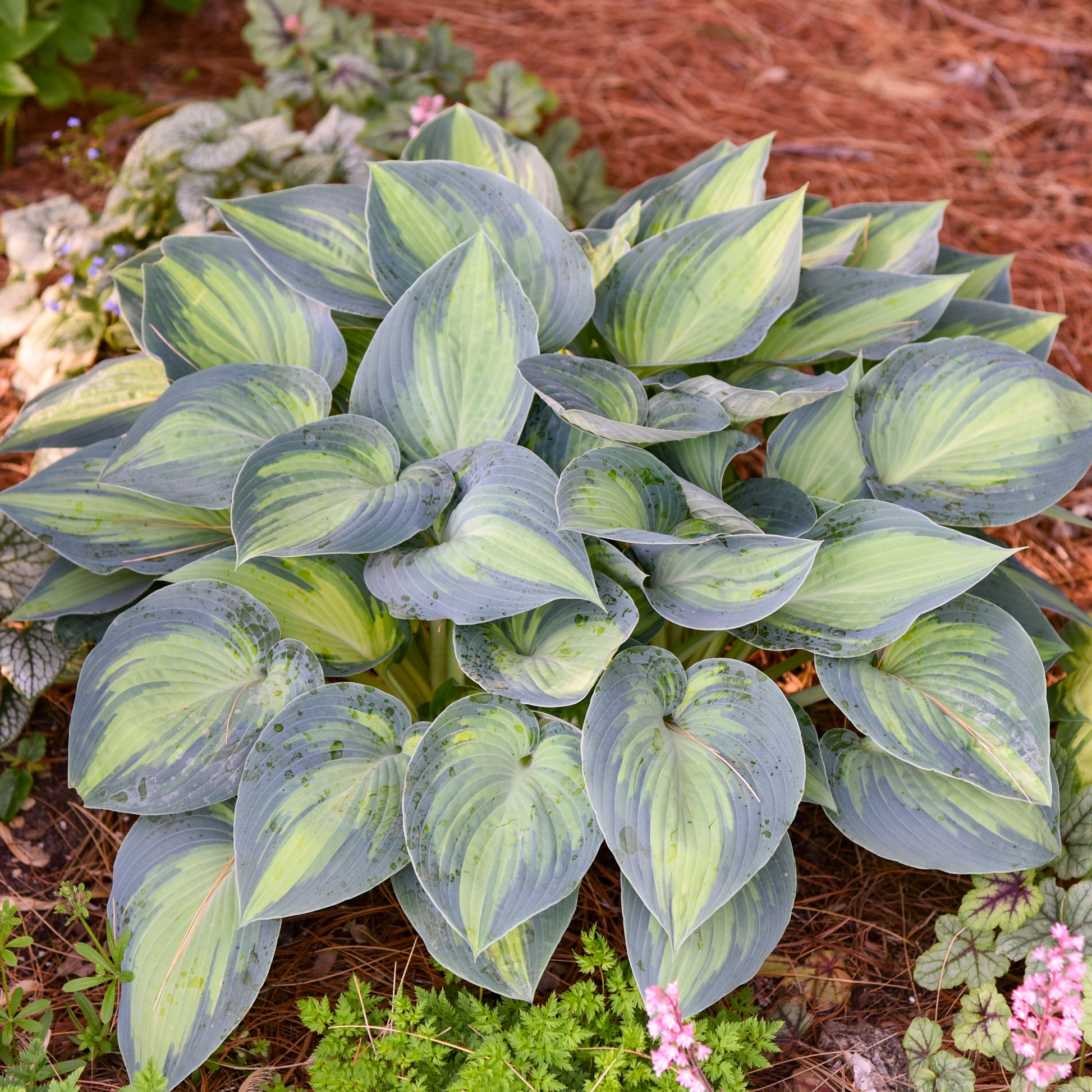 Credit: Walters Gardens, Inc