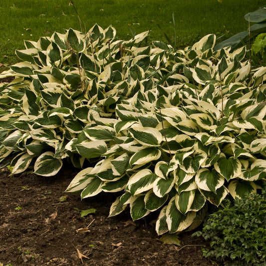 Credit: Walter's Garden, Inc