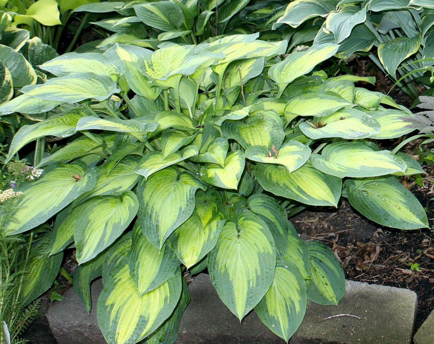 Hosta, 'Paul's Glory' | Hosta 'Paul's Glory'