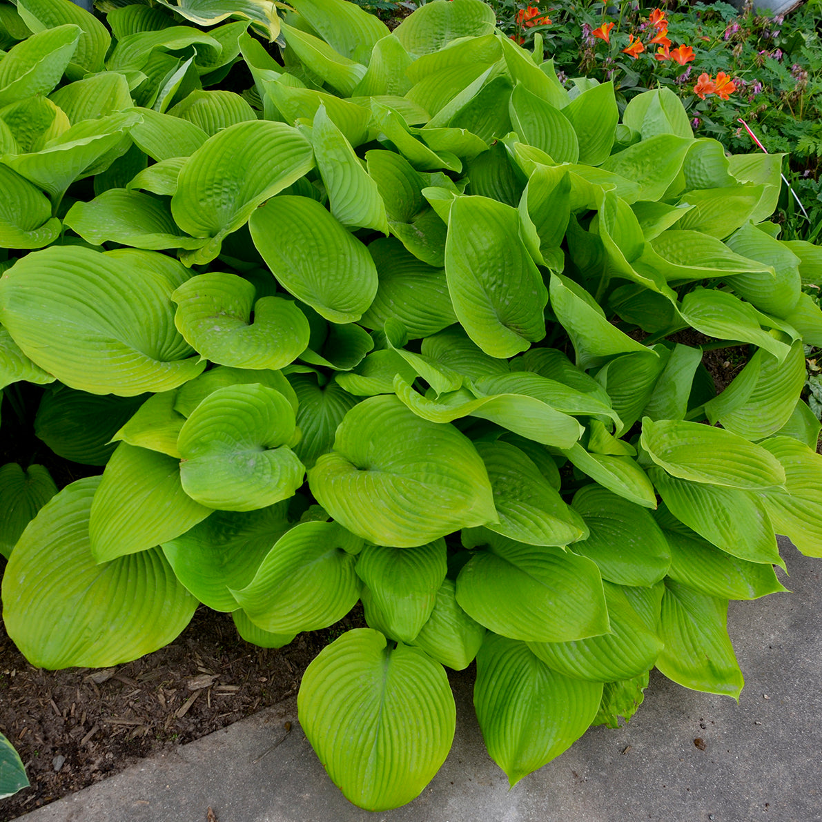Credit: Walters Gardens Inc.
