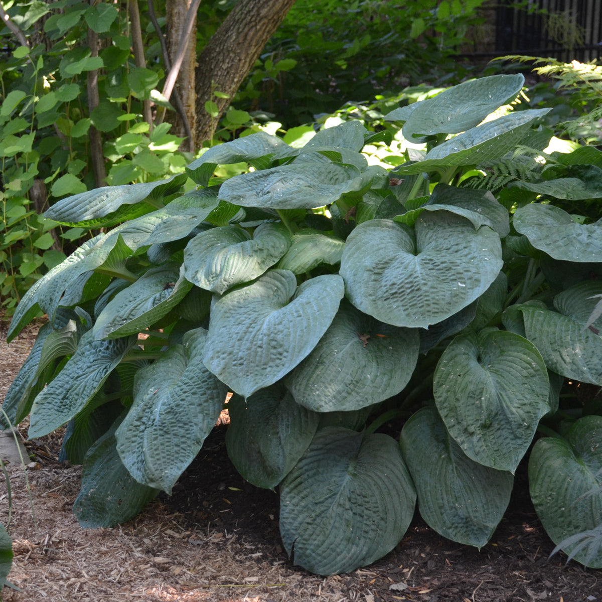 Credit: Walters Gardens, Inc