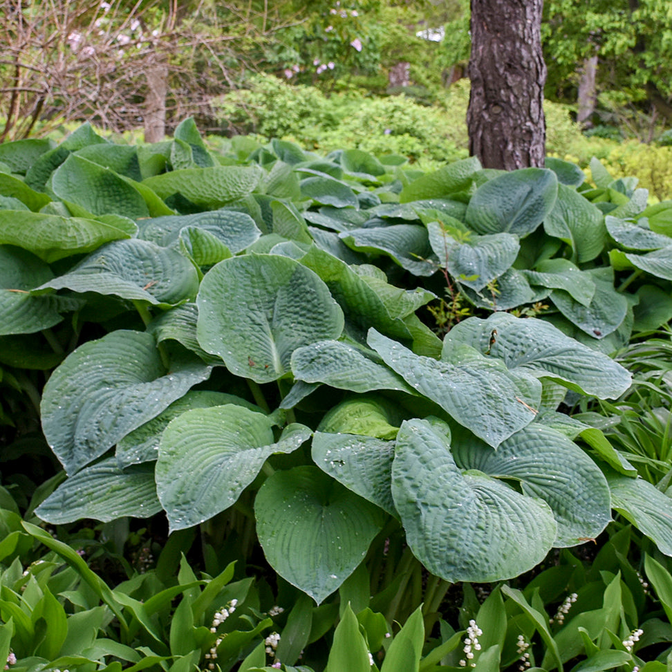 Credit: Walters Gardens, Inc