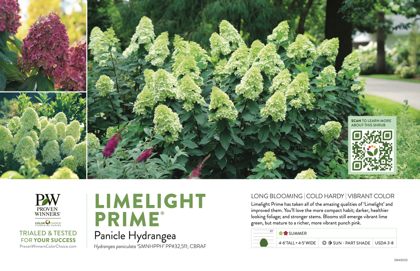 Proven Winners LIMELIGHT PRIME® Panicle Hydrangea | Hydrangea paniculata 'SMNHPPH'
