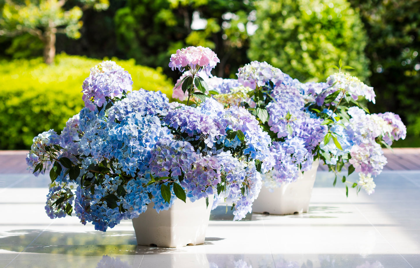 Proven Winners FAIRYTRAIL FRESCO® Cascade Hydrangea | Hydrangea x 'WNHYDFBPBMH'
