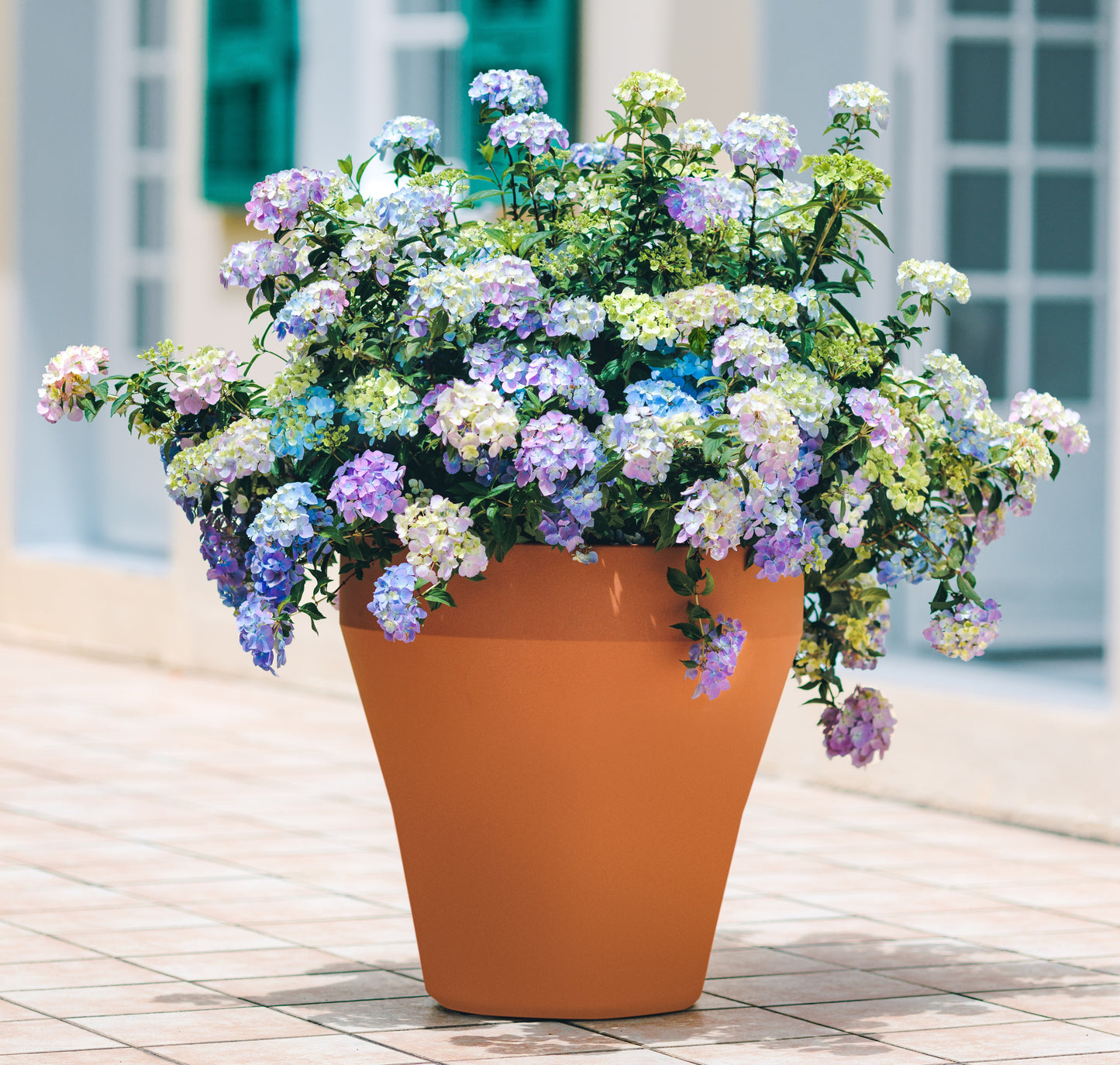 Proven Winners FAIRYTRAIL FRESCO® Cascade Hydrangea | Hydrangea x 'WNHYDFBPBMH'