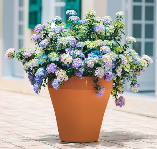 Proven Winners FAIRYTRAIL FRESCO® Cascade Hydrangea | Hydrangea x 'WNHYDFBPBMH'
