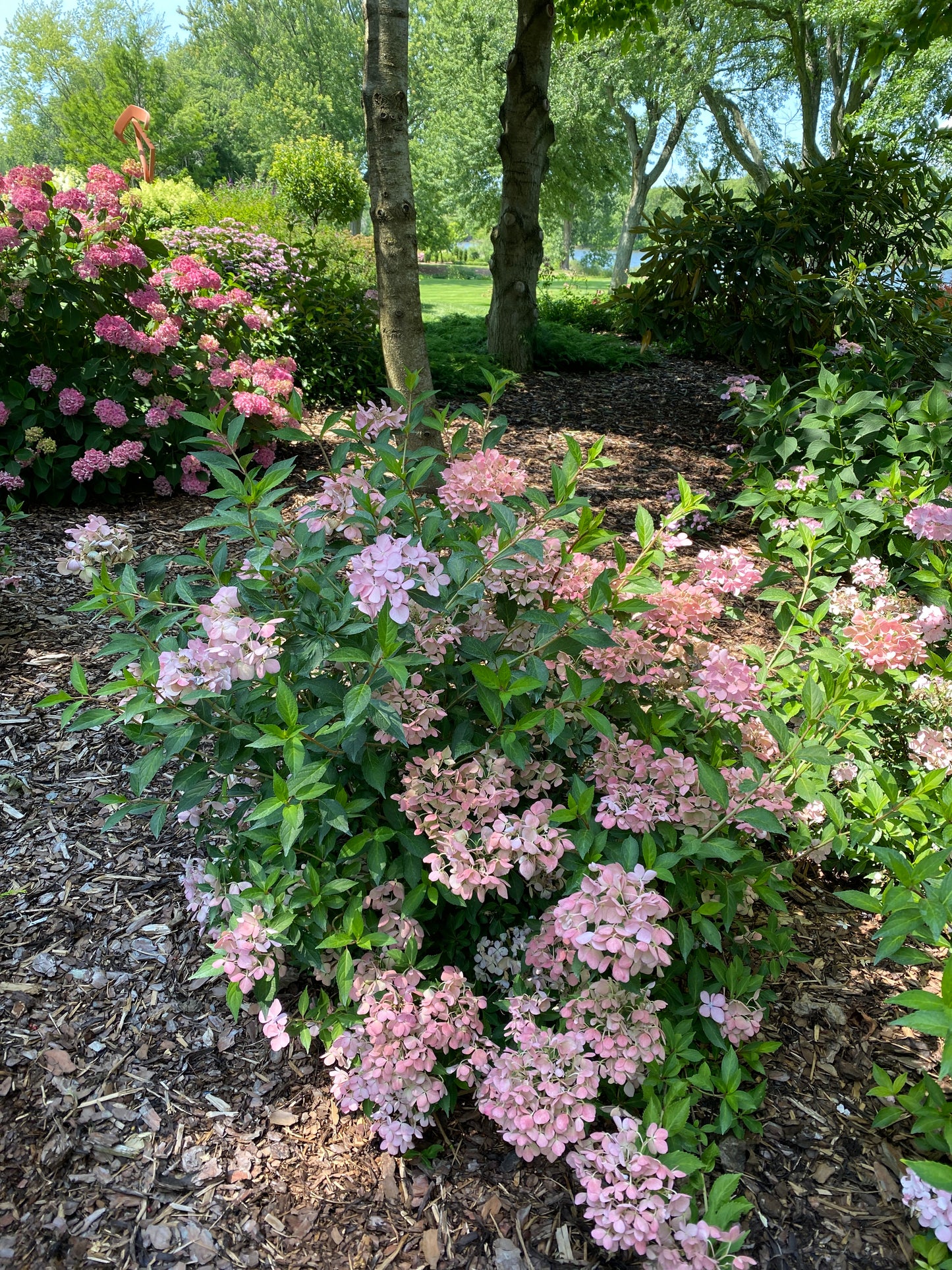 Proven Winners FAIRYTRAIL FRESCO® Cascade Hydrangea | Hydrangea x 'WNHYDFBPBMH'